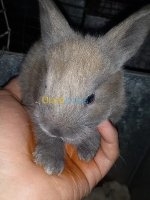 Lapis-bunny