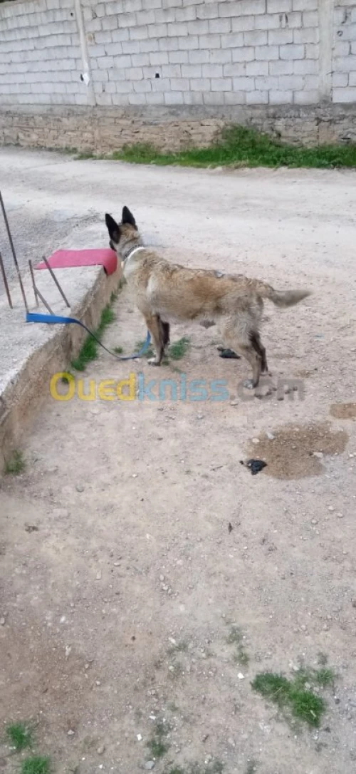 FEMELLE MALINOIS 9 MOI 