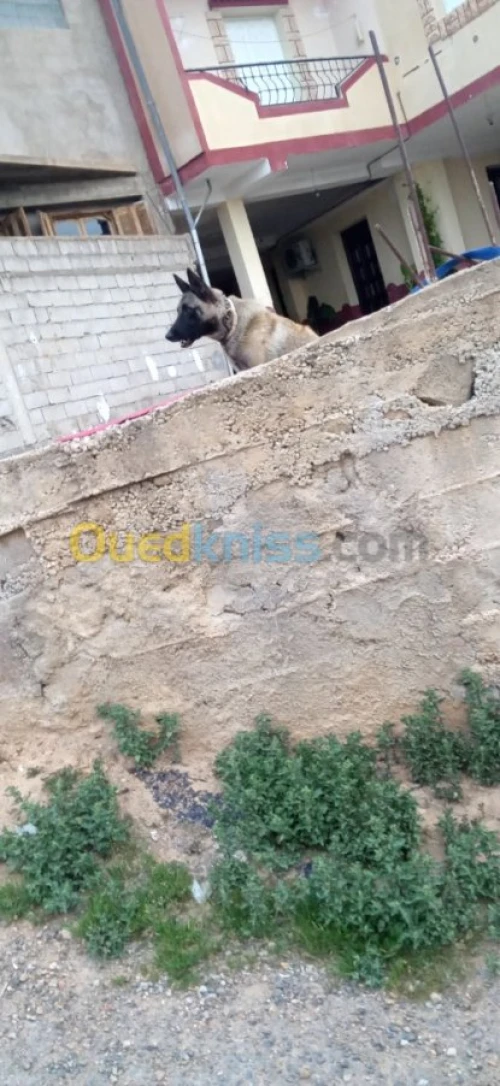 FEMELLE MALINOIS 9 MOI 