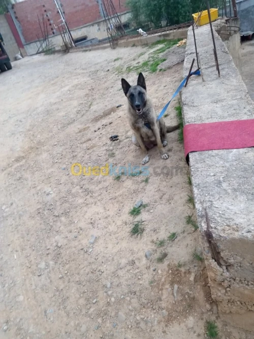 FEMELLE MALINOIS 9 MOI 