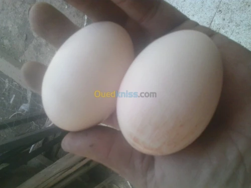 oeufs -Geante de jersey .royal noir