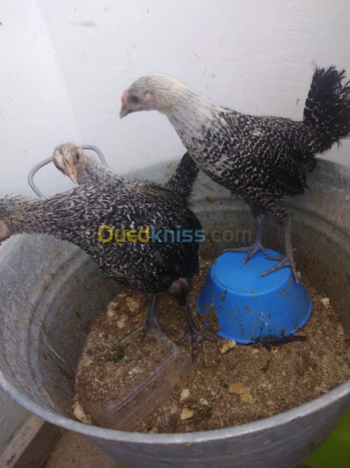 Poulet fayoumi فيومي