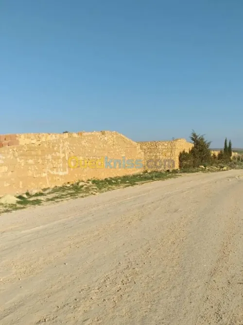 Location Terrain Agricole Tiaret Sougueur