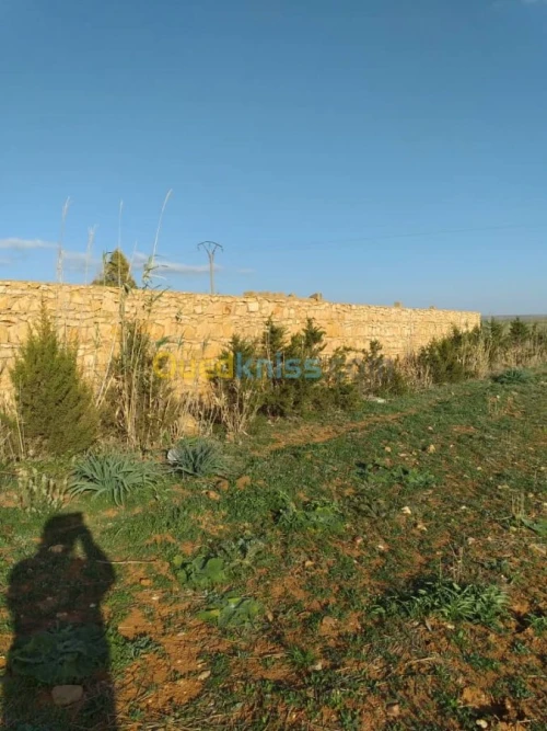 Location Terrain Agricole Tiaret Sougueur