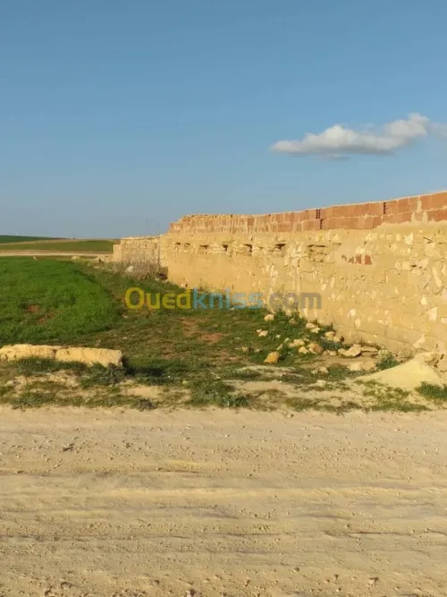 Location Terrain Agricole Tiaret Sougueur