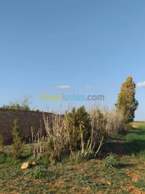 Location Terrain Agricole Tiaret Sougueur