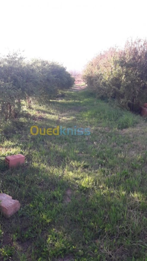 Vente Terrain Naama Tiout