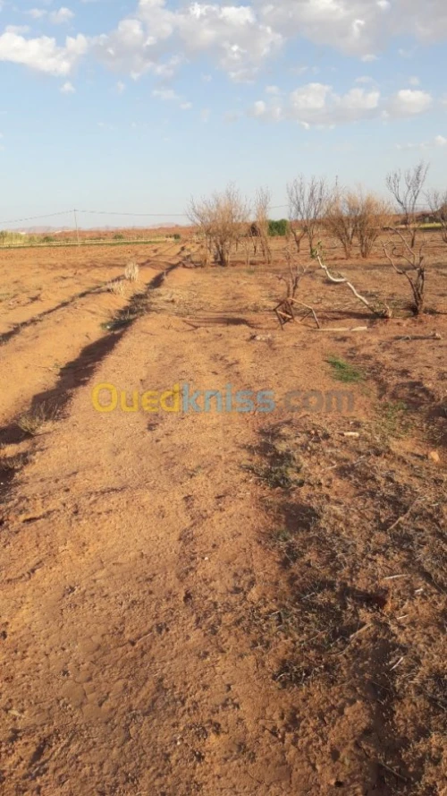 Vente Terrain Naama Tiout