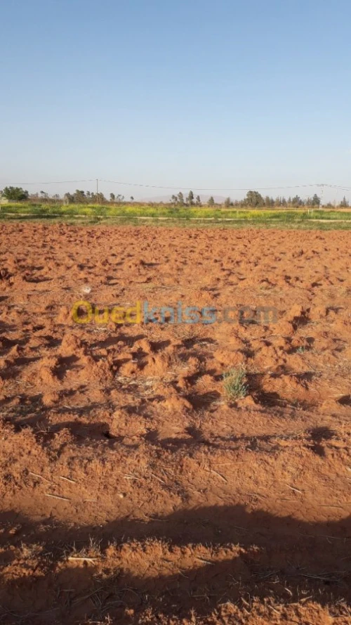 Vente Terrain Naama Tiout