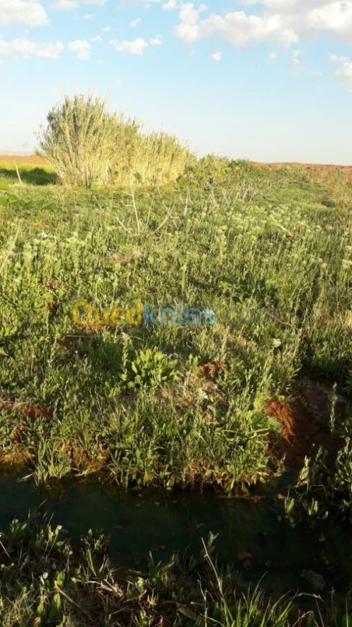 Vente Terrain Naama Tiout