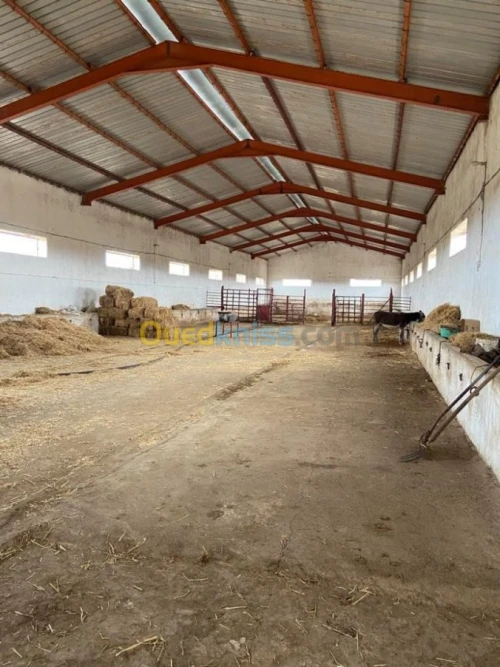 Location Hangar Relizane Relizane