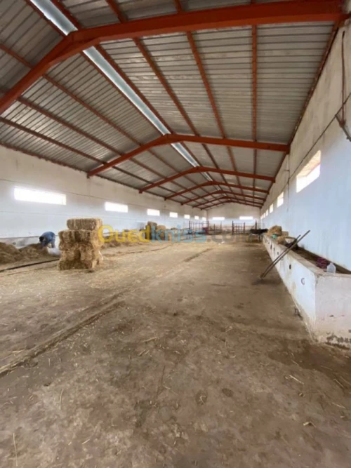 Location Hangar Relizane Relizane