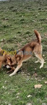 Husky Siberien 