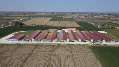 BATTERIE PONDEUSE AVITECH