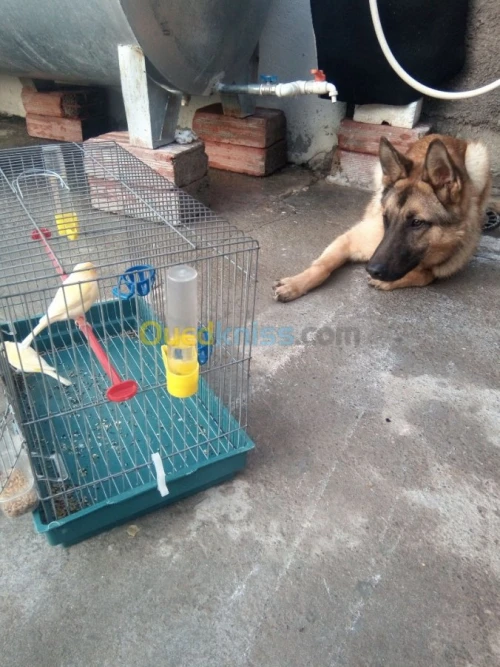 Malinois d origine belge