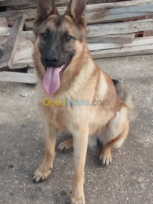 Malinois d origine belge