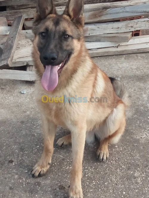 Malinois d origine belge