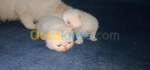 قطط همالايا  