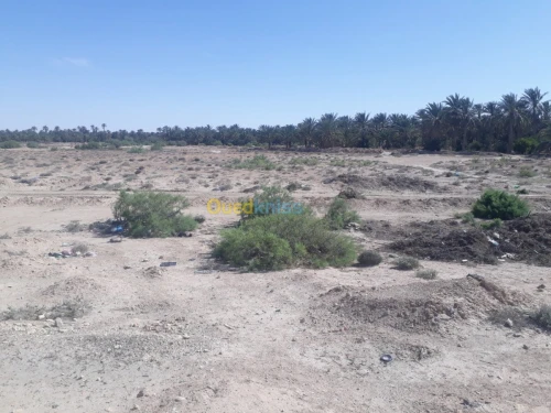Vente Terrain Biskra Ourlala