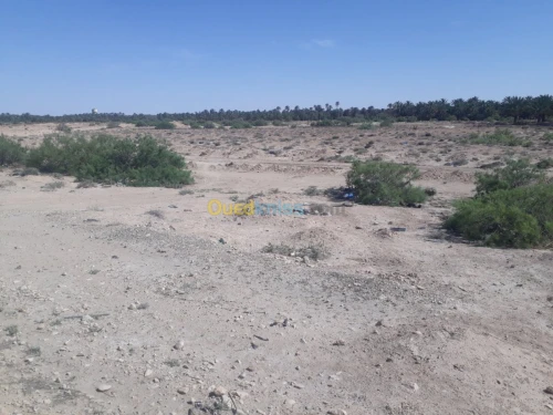 Vente Terrain Biskra Ourlala