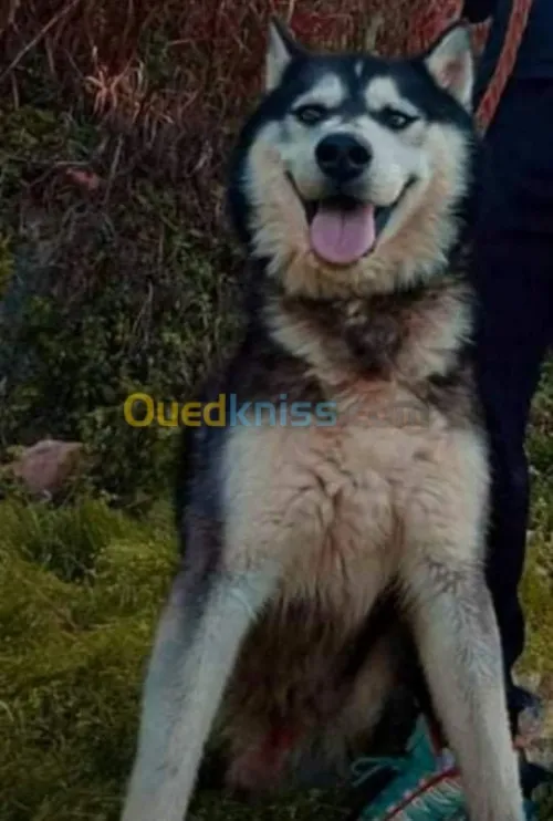 Chein malamute d'Alaska 