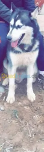 Chein malamute d'Alaska 
