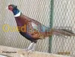 طائر الفزن أزواج 