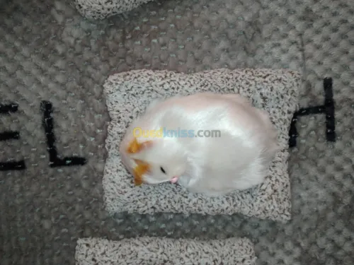 Poupée de chat décorative 