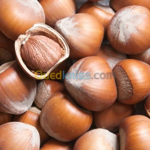 Noisetier commun البندق