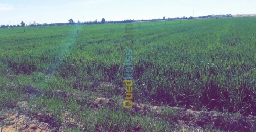 Vente Terrain El oued Beni guecha