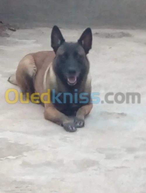 Malinois charbonne Pure race