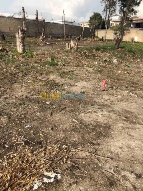 Vente Terrain Constantine Constantine