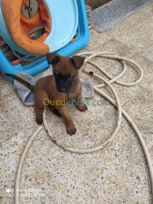 Malinois charbonné