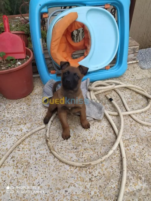 Malinois charbonné