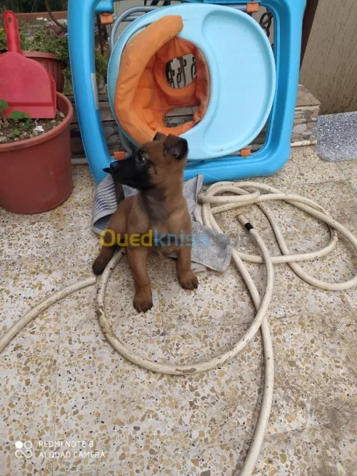 Malinois charbonné