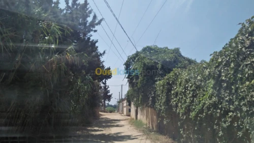 Vente Terrain Alger Rouiba