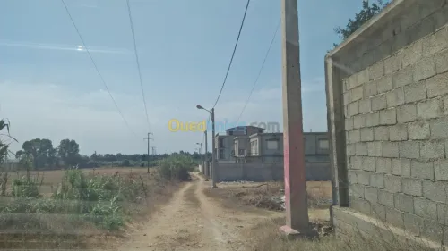 Vente Terrain Alger Rouiba
