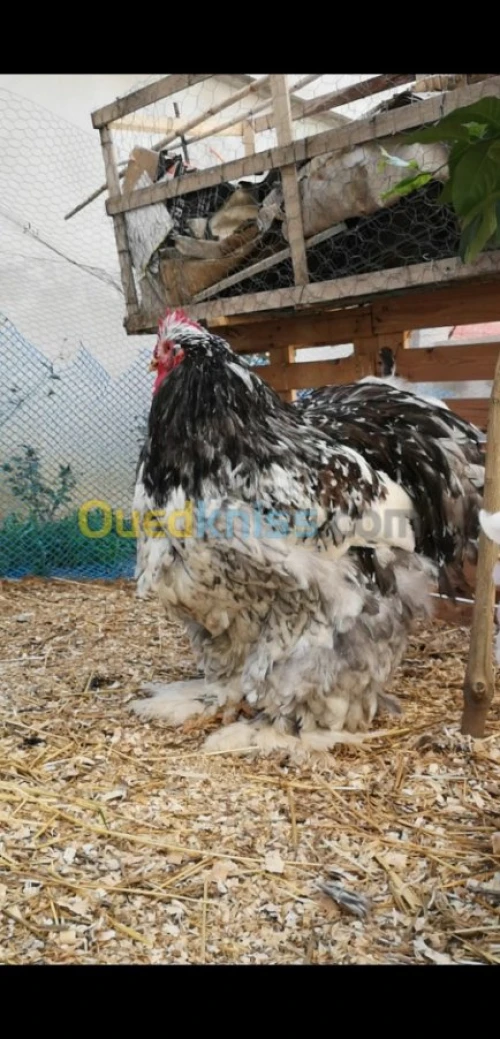 Œufs fécondé poule de race 