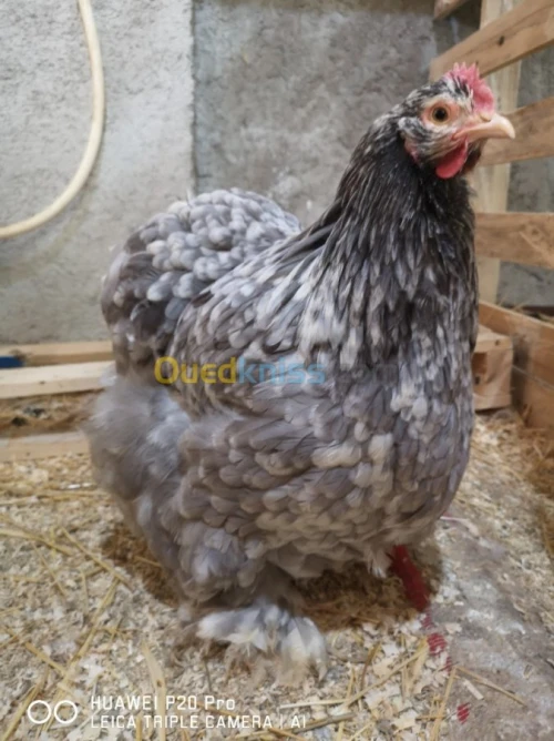 Œufs fécondé poule de race 