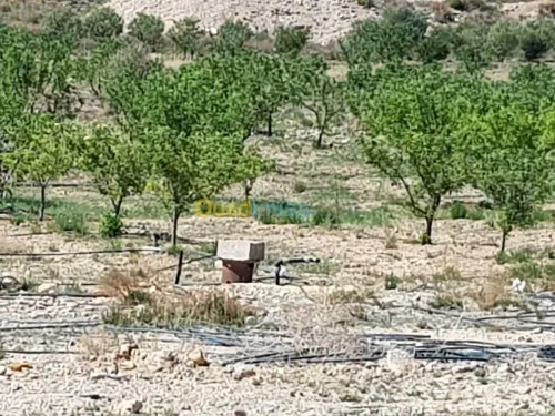 Vente Terrain Khenchela Tamza