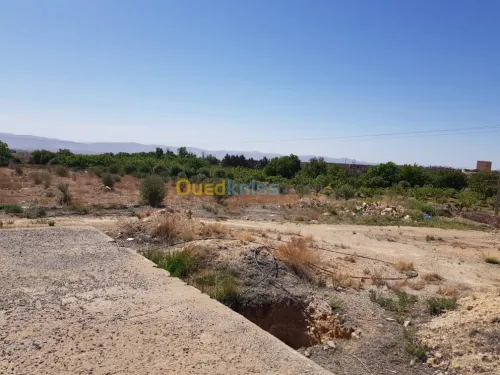 Vente Terrain Khenchela Tamza