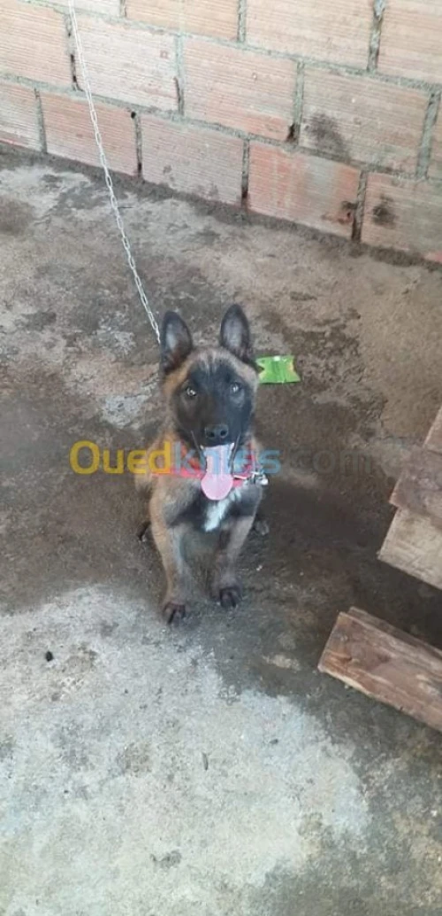 Malinois