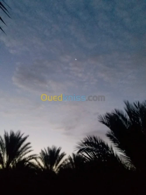 Vente Terrain Agricole Biskra Foughala