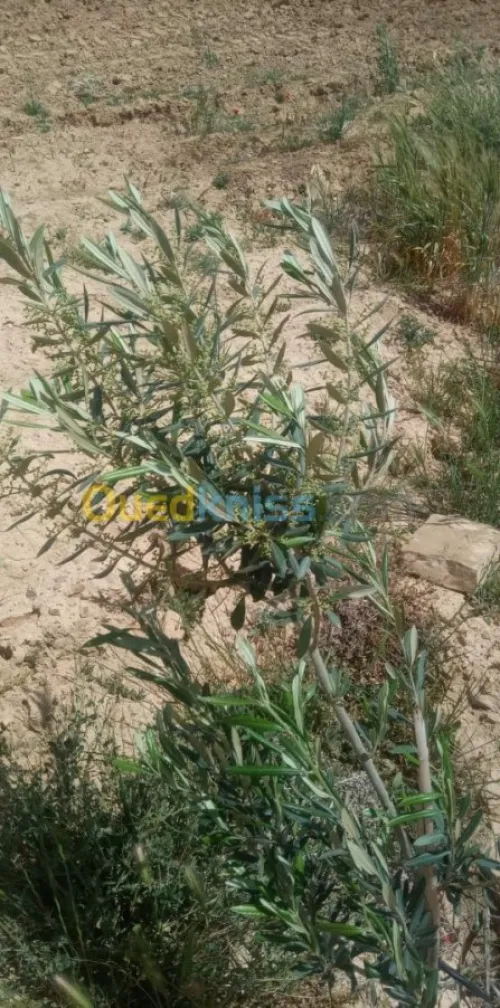 Vente Terrain Bordj bou arreridj El hamadia