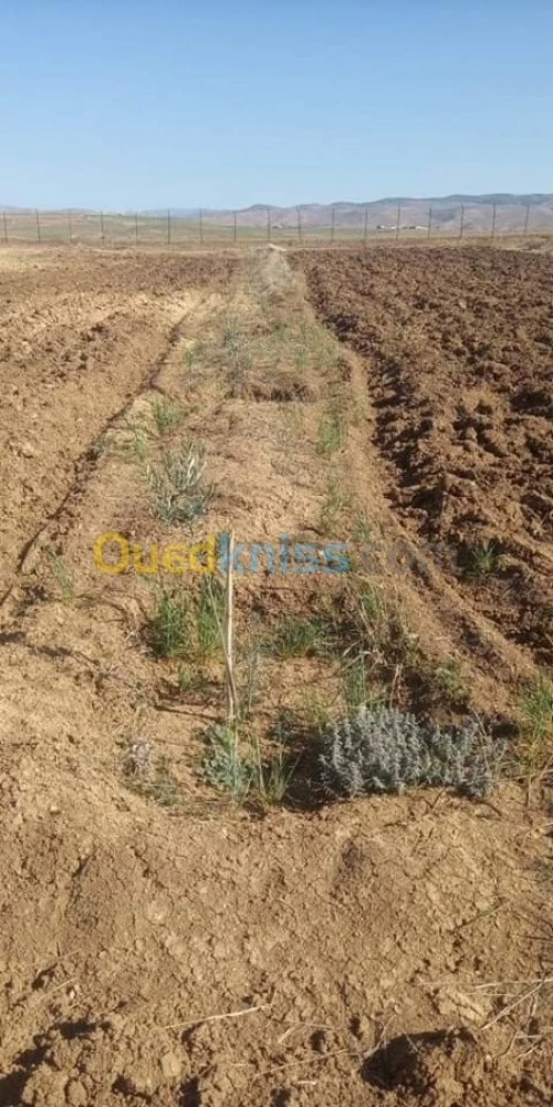 Vente Terrain Bordj bou arreridj El hamadia
