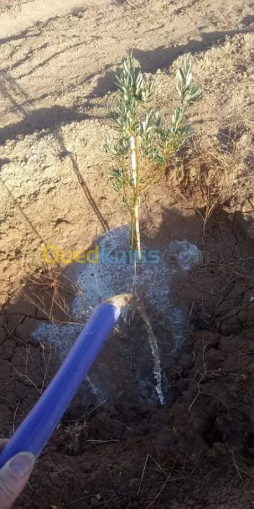 Vente Terrain Bordj bou arreridj El hamadia