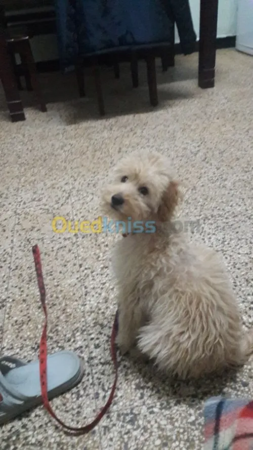 Caniche bichon malté agé de 4 mois