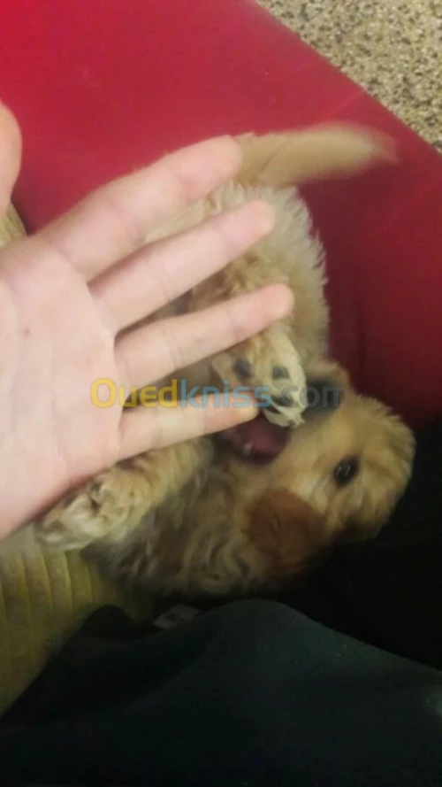 Caniche bichon malté agé de 4 mois