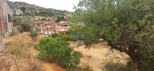 Vente Terrain Blida Mouzaia
