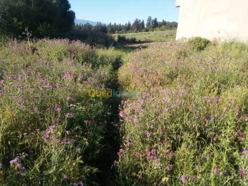 Vente Terrain Alger Douera
